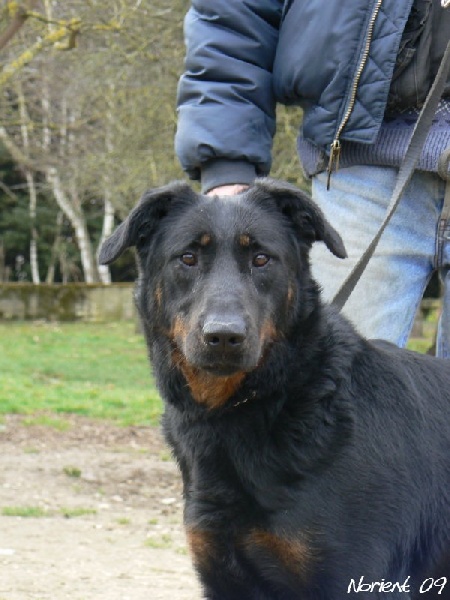 Bonnie des Anges de L'Ardilliere