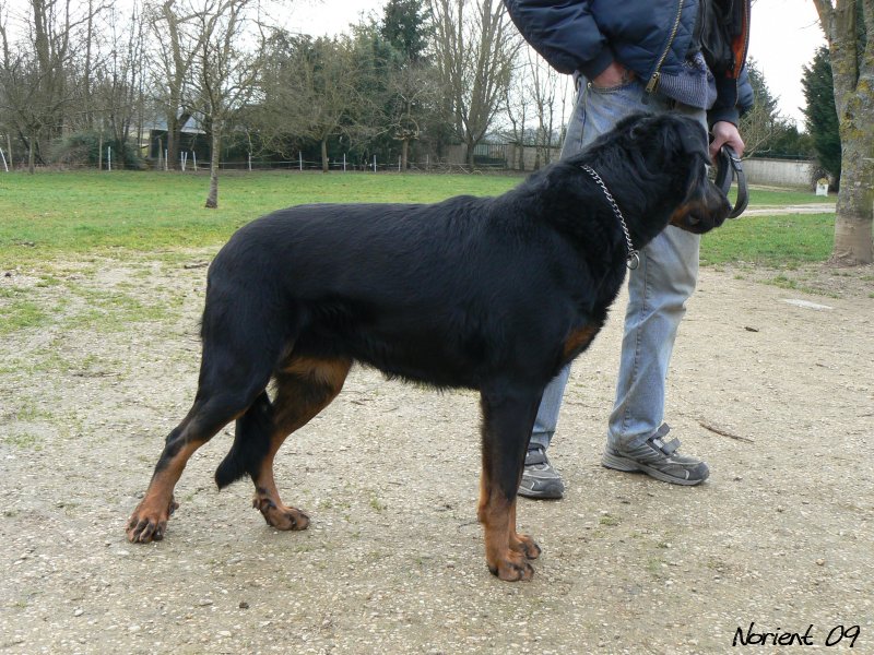 Bonnie des Anges de L'Ardilliere