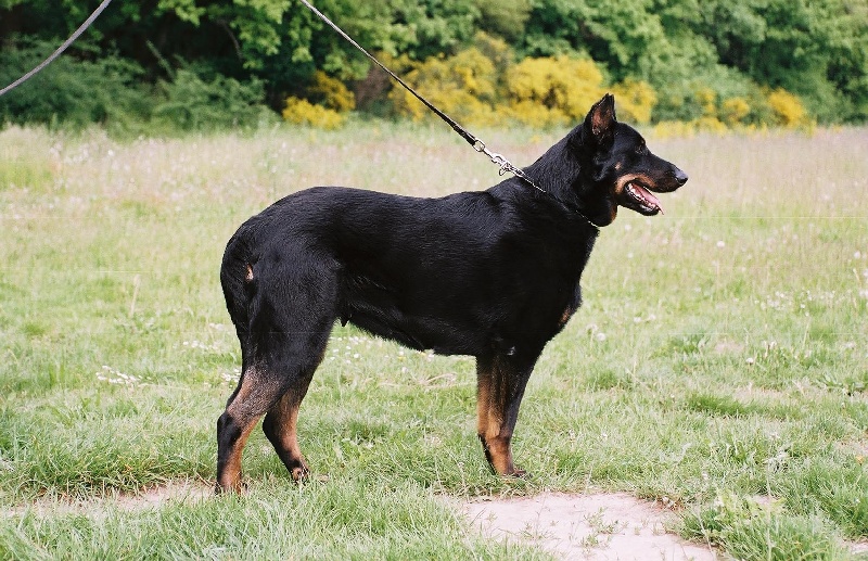 Taika des Anges de L'Ardilliere