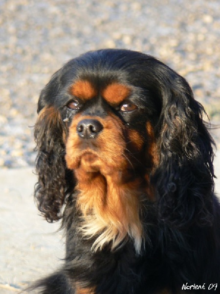 Uallaby des Anges de L'Ardilliere